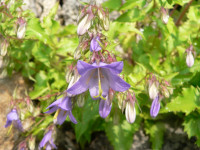 /album/fotogalerie-nabidka/campanula-raddeana-det-jpg/